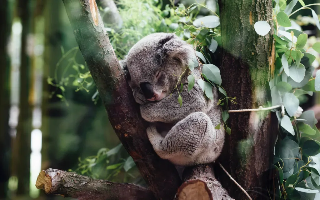 Zoogdier koala
